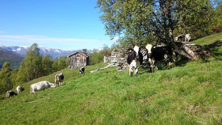 32 Klevgardan Arnvid Sæther.jpg