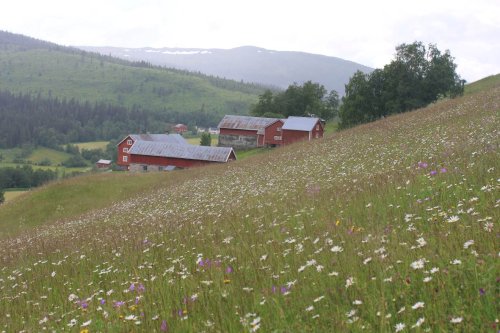 Artsrik slåtteng. Oppgården, Kvelia. Foto: Anders Mona