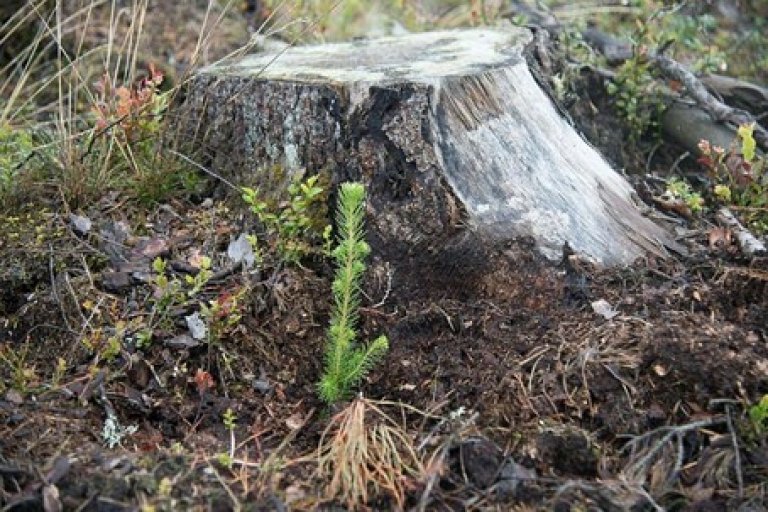 Bilde viser en trestubbe og en furukvist