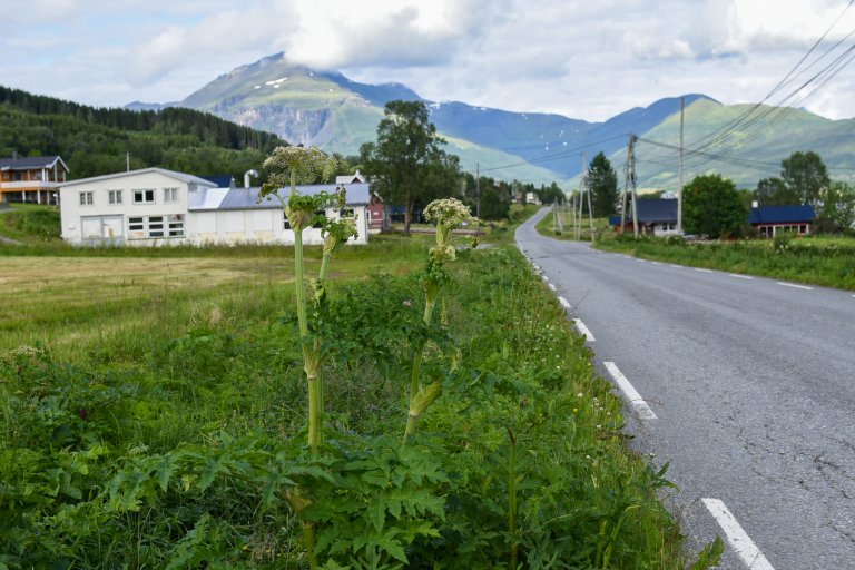 Bilde viser Tromsøpalme langs veikant