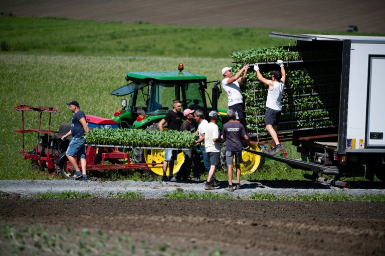 Planting av salathoder (3).jpg