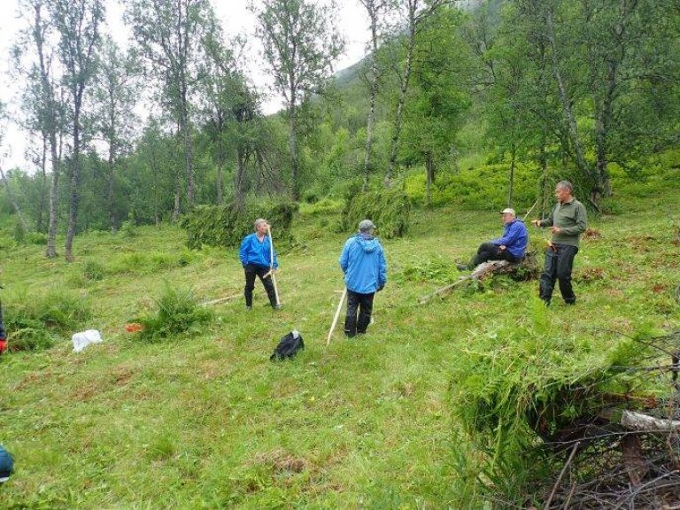 Åpen gresslette i bjørkeskog som slåes med ljå og hesje i Skardalen.
