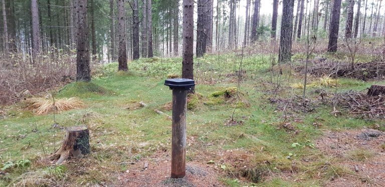 Felle for fangst av barkbiller, sort plastboks, plassert i en granskog.