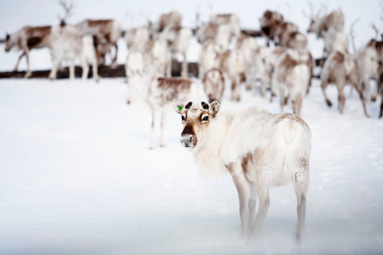 Rein på vinterbeite.                                                                                                             Foto: Landbruksditektoratet